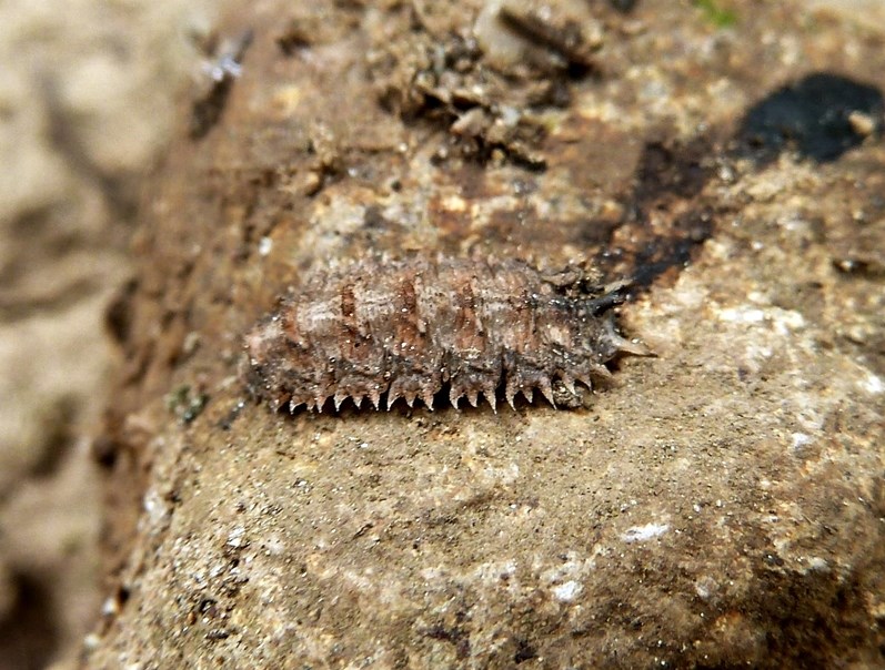 Larva di Dasysyrphus (Syrphidae)